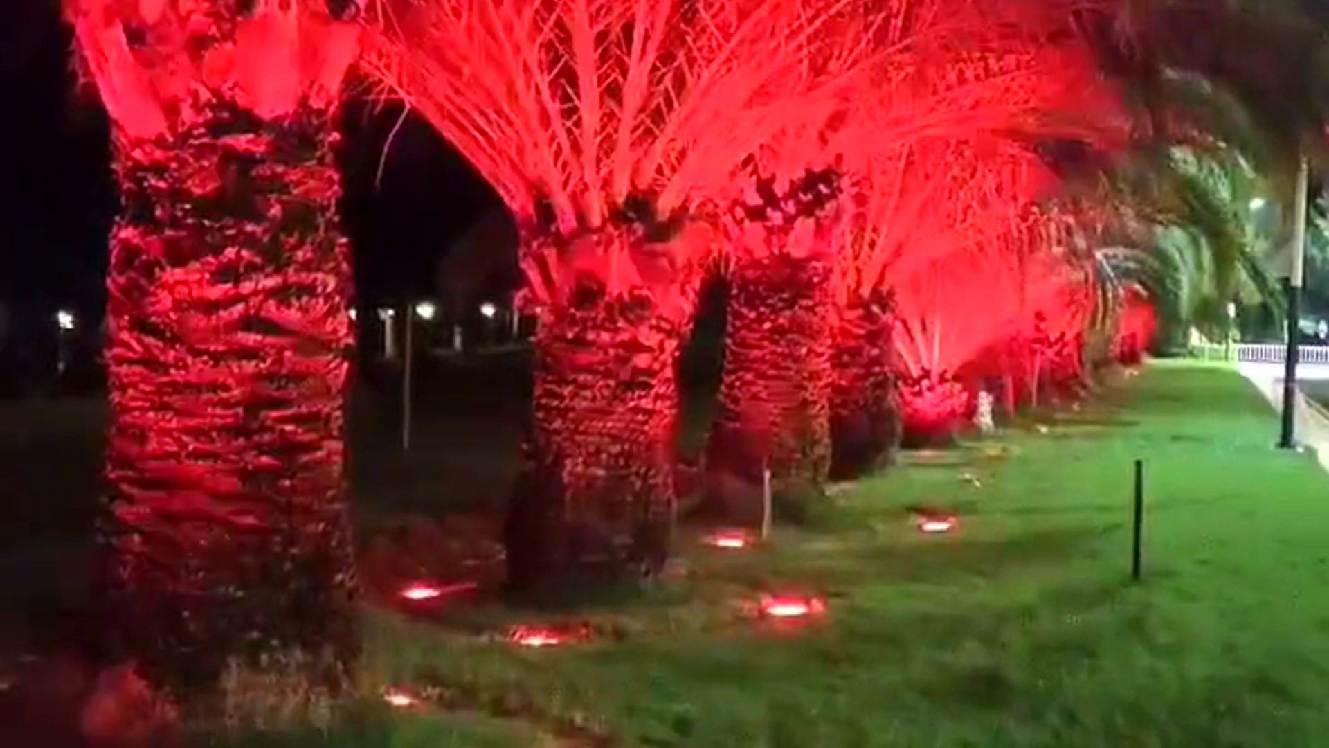 In-ground LED tree uplight lighting palm trees in red